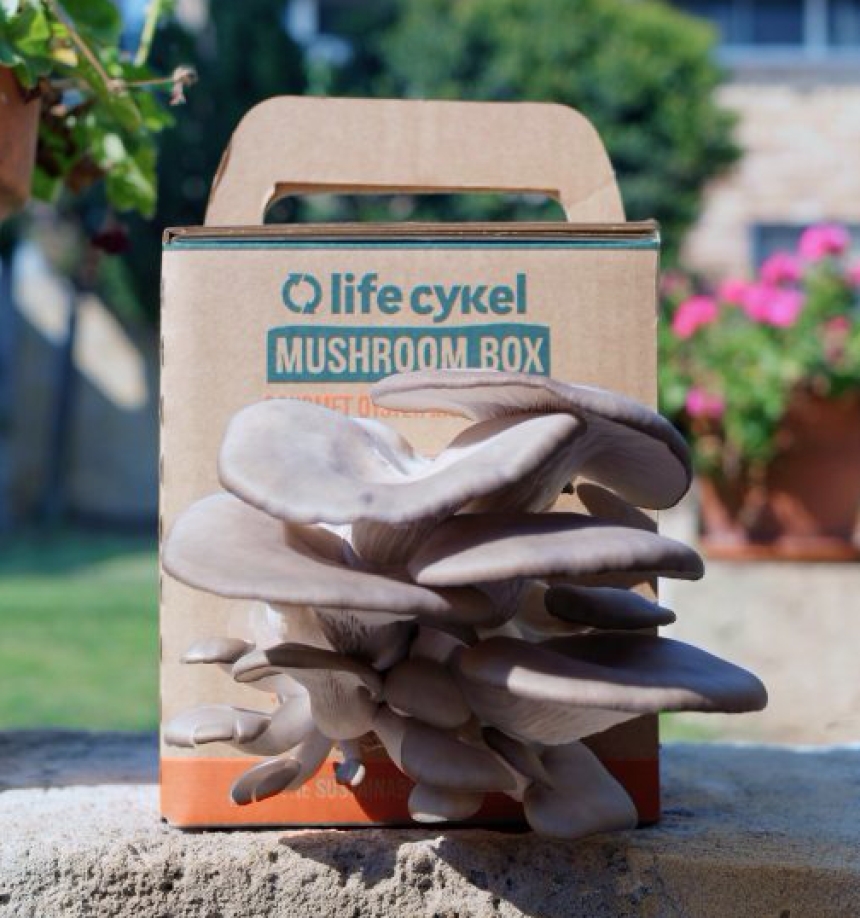 Brewing eco-friendly mushrooms from leftover coffee beans