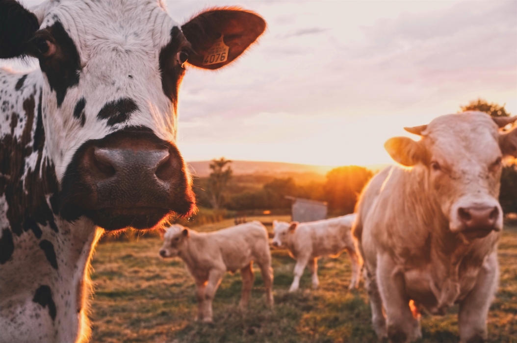 Rejecting speciesism could save us from the climate crisis and future pandemics